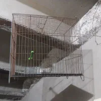 2عدد قفس|لوازم جانبی حیوانات|محمدیه-قزوین, |دیوار