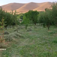 باغ میوه|فروش زمین و ملک کلنگی|سلطانیه, |دیوار