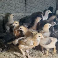 فروش جوجه محلی اصیل صددرصد کرچ شو ۶ روزه|حیوانات مزرعه|آمل, |دیوار