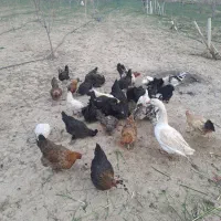 فروش مرغ و خروس