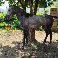 نریان کرد ۴ سال زیبا و درجه یک مخصوص خاص پسندا|اسب و تجهیزات اسبسواری|شاندرمن, |دیوار