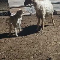 حمیدیه مسیر خسرج روستای علاونه فای