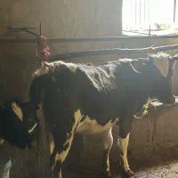 فروش گاو و گوساله وتلیسه|حیوانات مزرعه|چمستان, |دیوار