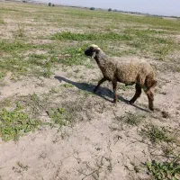 گوسفند بره نر