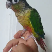 گرینچیک سخنگو کاملا رام ودستی رقاص ۸ماهه