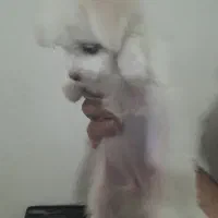 سگ پودل کراس 5 ملیون تومان