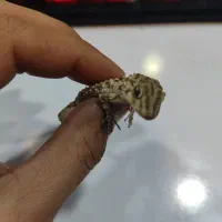 فوق‌العاده جذاب دیدنی|خزنده|مشهد, هفده شهریور|دیوار