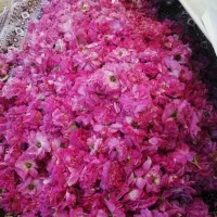 گل محمدی|خوردنی و آشامیدنی|باروق, |دیوار