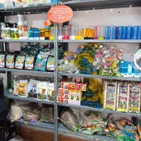 انواع پرنده و وسایل پرنده|پرنده|صومعه‌سرا, |دیوار