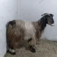 ده عدد بزشیری