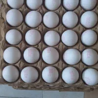 پخش تخم مرغ تازه سپیدار از تولید به مصرف
