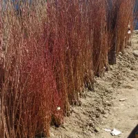 نهالستان بهار