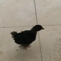 جوجه ۱ ماهه