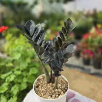 گل آپارتمانی و حیاطی