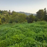 فروش باغ چای|فروش زمین و ملک کلنگی|رانکوه, |دیوار