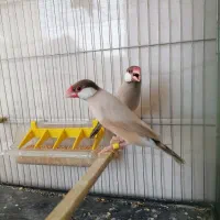 فنچ نرگسی شکلاتی فنچ جاوا در اندیشه|پرنده|تهران, چیتگر جنوبی|دیوار