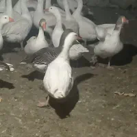 29قاز محلی تخمگذار|حیوانات مزرعه|مریوان, |دیوار