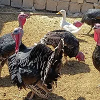 بوقلمون|حیوانات مزرعه|اهواز, نادری|دیوار