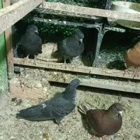 کبوتر|پرنده|پارس‌آباد, |دیوار