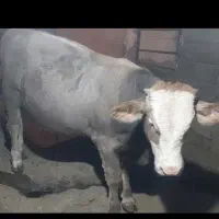 گوساله نر گوشتی