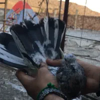 کبوتر سرور آتشی|پرنده|ماکو, |دیوار