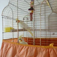 عروس هلندی جوجه