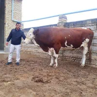 کارگر بزای دامداری