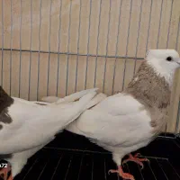 طوقی نر اجری خال سرکه ای با ماده سرکه ای|پرنده|فولادشهر, مسکن مهر فولادشهر|دیوار