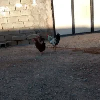 مرغ‌خروس‌‌قیم‌یک‌دویست