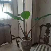 گل بابا آدم طبیعی