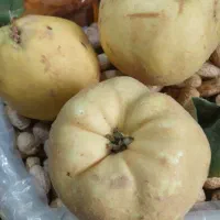 به لوکس کردستان