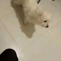 سگ نژاد شیپزو