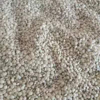 عدس زودپز