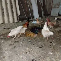 مرغ و خروس لاری کوشامو