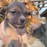 واگذاری سگ اشپیتز وشیتزو