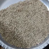 عدس درجه یک درشت قاقازان