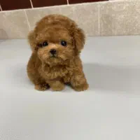 واگذاری سگ منیاتوری جیبی|سگ|نجف‌آباد, یزدانشهر|دیوار