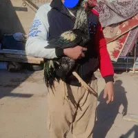 خروس لاری نصل درست