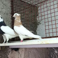 کبوتر طوقی|پرنده|فسا, |دیوار