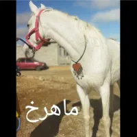 مادیون سفید کرد