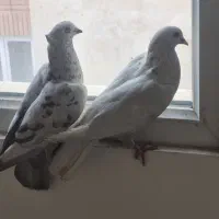 کفتر|پرنده|تهران, امام زاده عبدالله|دیوار