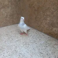 ماده طوقی|پرنده|رابر, |دیوار