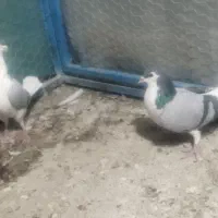 دو عدد نر واز|پرنده|خمینیشهر, |دیوار