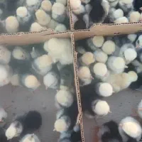 جوجه دوروزه|حیوانات مزرعه|بهبهان, |دیوار