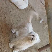 سگ ماده پاکوتاه شیتزو|سگ|سمنان, |دیوار