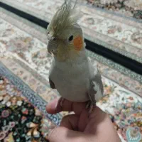عروس هلندی ماده  مست|پرنده|کرج, کلاک نو|دیوار