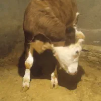 گوساله