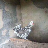 دوعدد مرغ کرچ گلین طوسی ریشو پنگوئنی چهل تاج|حیوانات مزرعه|بهنمیر, |دیوار