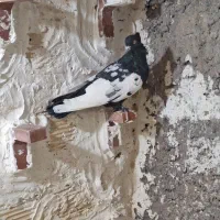 سینه ای پلنگ|پرنده|راور, |دیوار