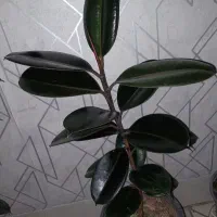 گل فیکوس
